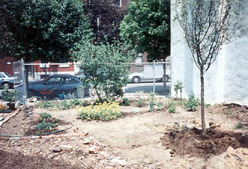 east side with hardscape and trees